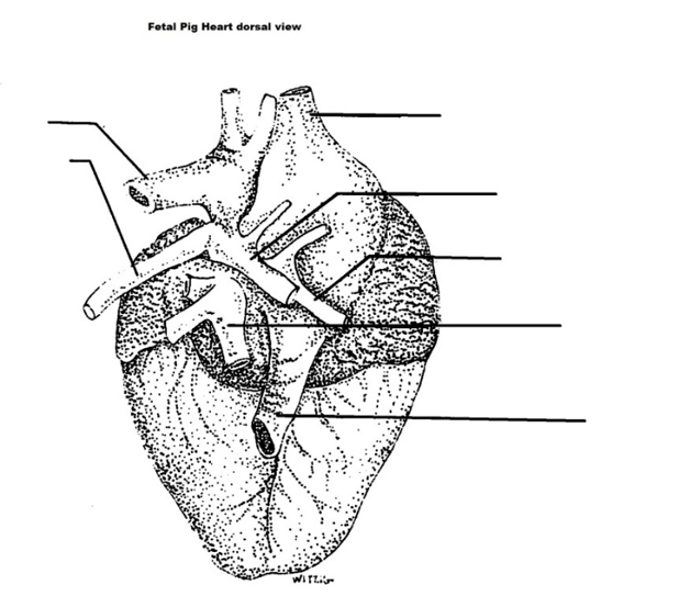 Solved Label the indicated structure of the fetal pig hearts