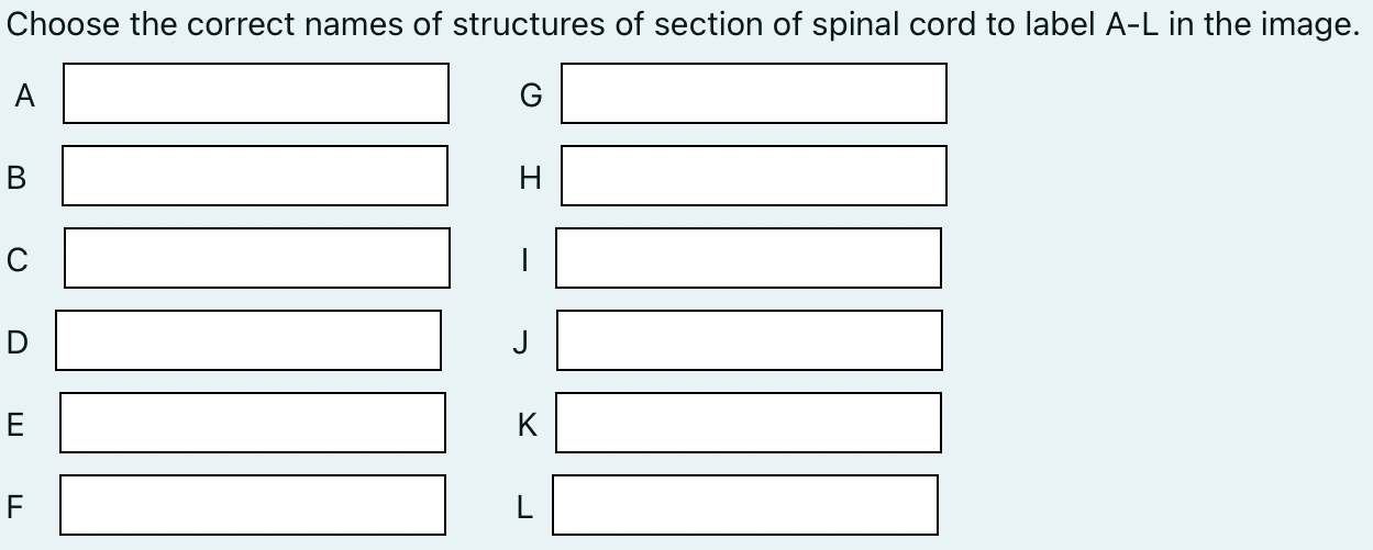 hoose the correct names of structures of section of spinal cord to label \( A-L \) in the image
\( G \)
\( \mathrm{H} \)
I
\(