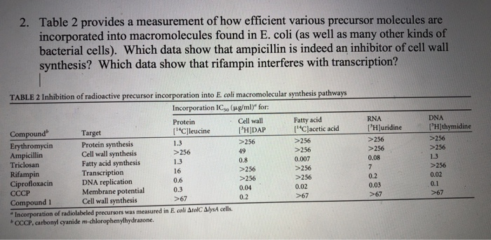 Ampicillin Purchase