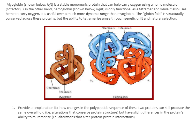 Solved Myoglobin (shown Below, Left) Is A Stable Monomeric | Chegg.com