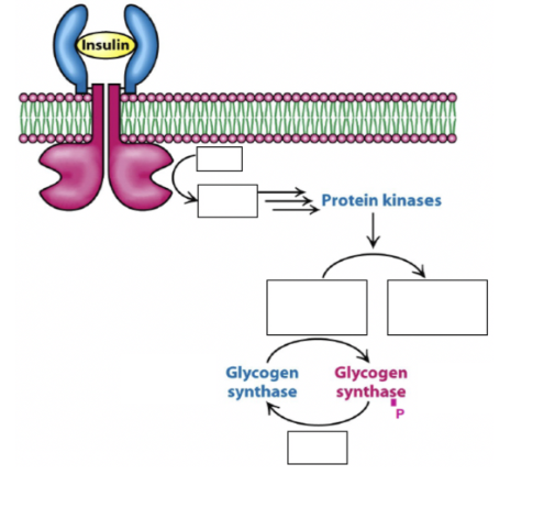 Solved A simplified schematic of the insulin signaling | Chegg.com