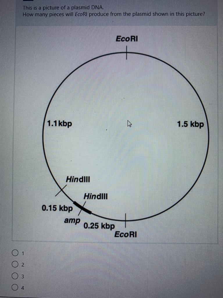 This is a picture of a plasmid DNA.
How many pieces will EcoRI produce from the plasmid shown in this picture?
EcoRI
1.1 kbp
