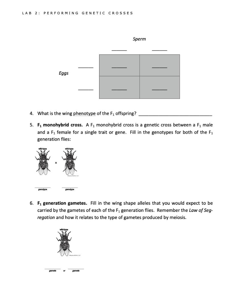 Solved Principles Of Biology 1 Laboratory Manual Let S St Chegg Com