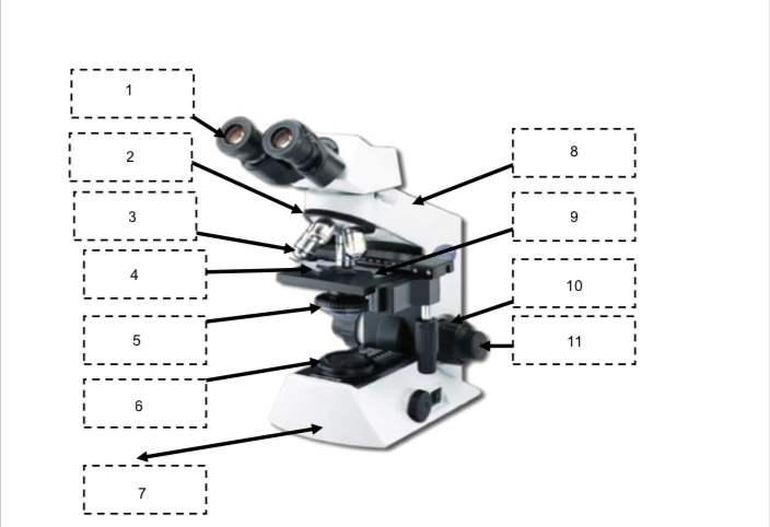 compound microscope parts diagram