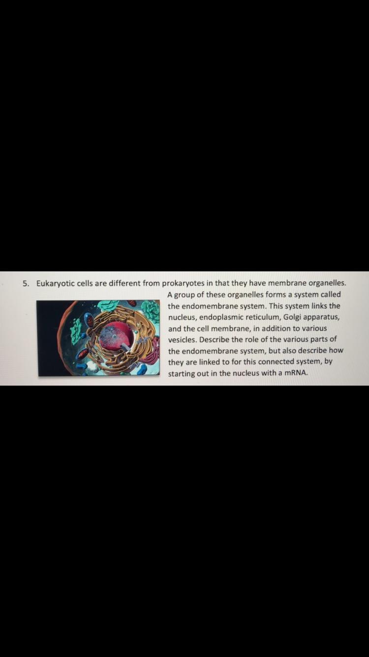 Solved 5. Eukaryotic cells are different from prokaryotes in | Chegg.com