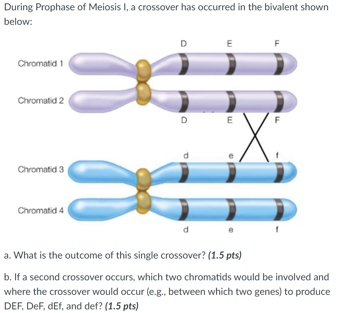 Solved During Prophase of Meiosis I, a crossover has | Chegg.com