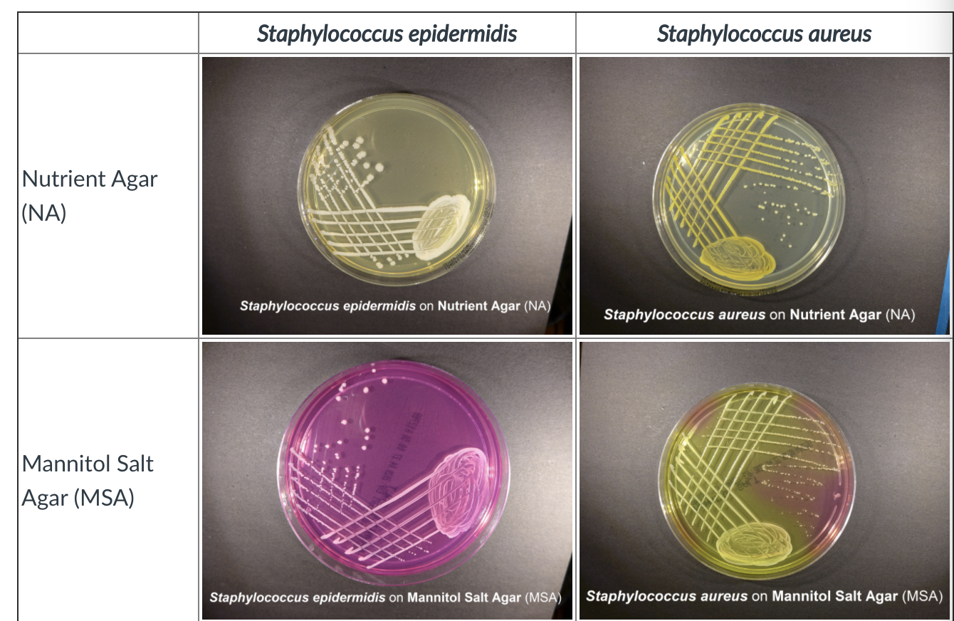 Solved Scientific Name Of Microorganism Pseudomonas Pseu Chegg Com