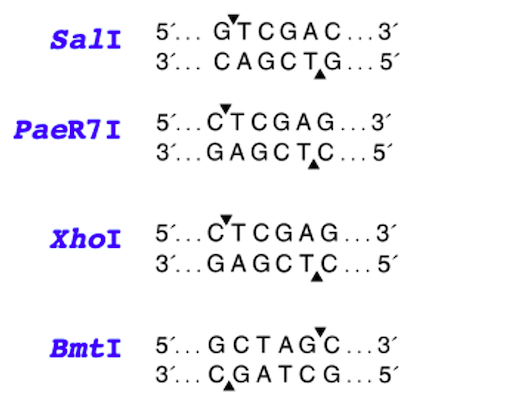 Solved You wish to insert a DNA fragment with XhoI sticky | Chegg.com