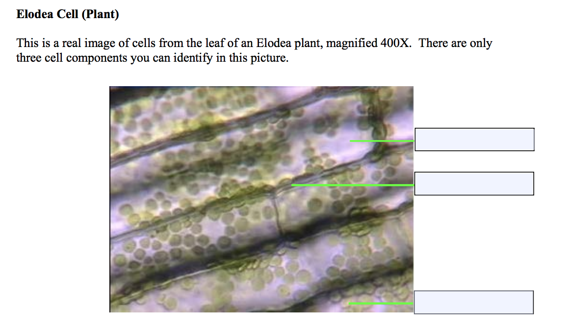 Cheek Cell Animal This Is A Real Image Of Cells Chegg Com