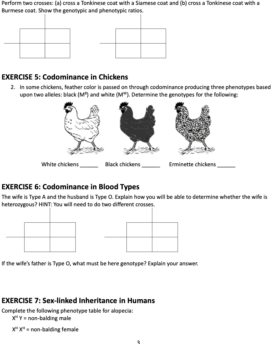 Solved EXERCISE 4 Dominance in Cat Coat Colors