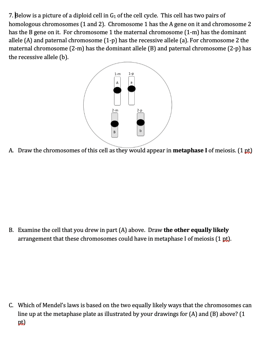 Solved 7. Below is a picture of a diploid cell in G1 of the | Chegg.com