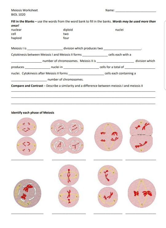 Meiosis Worksheet Identifying Processes Answer Key