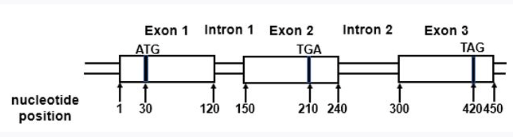 solved-the-diagram-below-shows-the-gene-structure-for-the-chegg