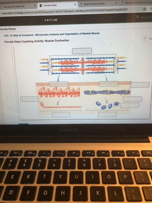 Solved: Ne Best Of Homework - Microscopic Anatomy And Orga... | Chegg.com