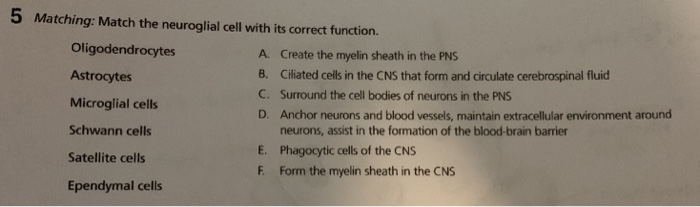 match-the-neuroglial-cell-with-its-correct-function