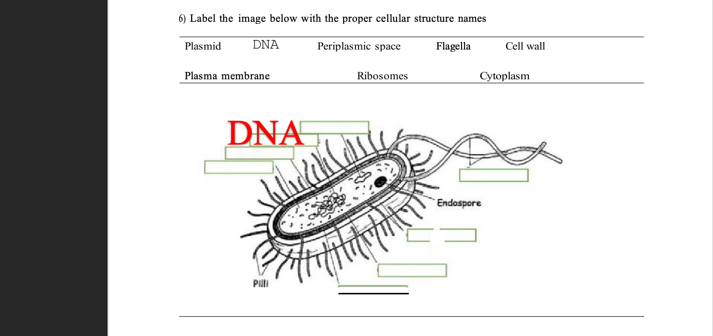 Solved 6) Label the image below with the proper cellular