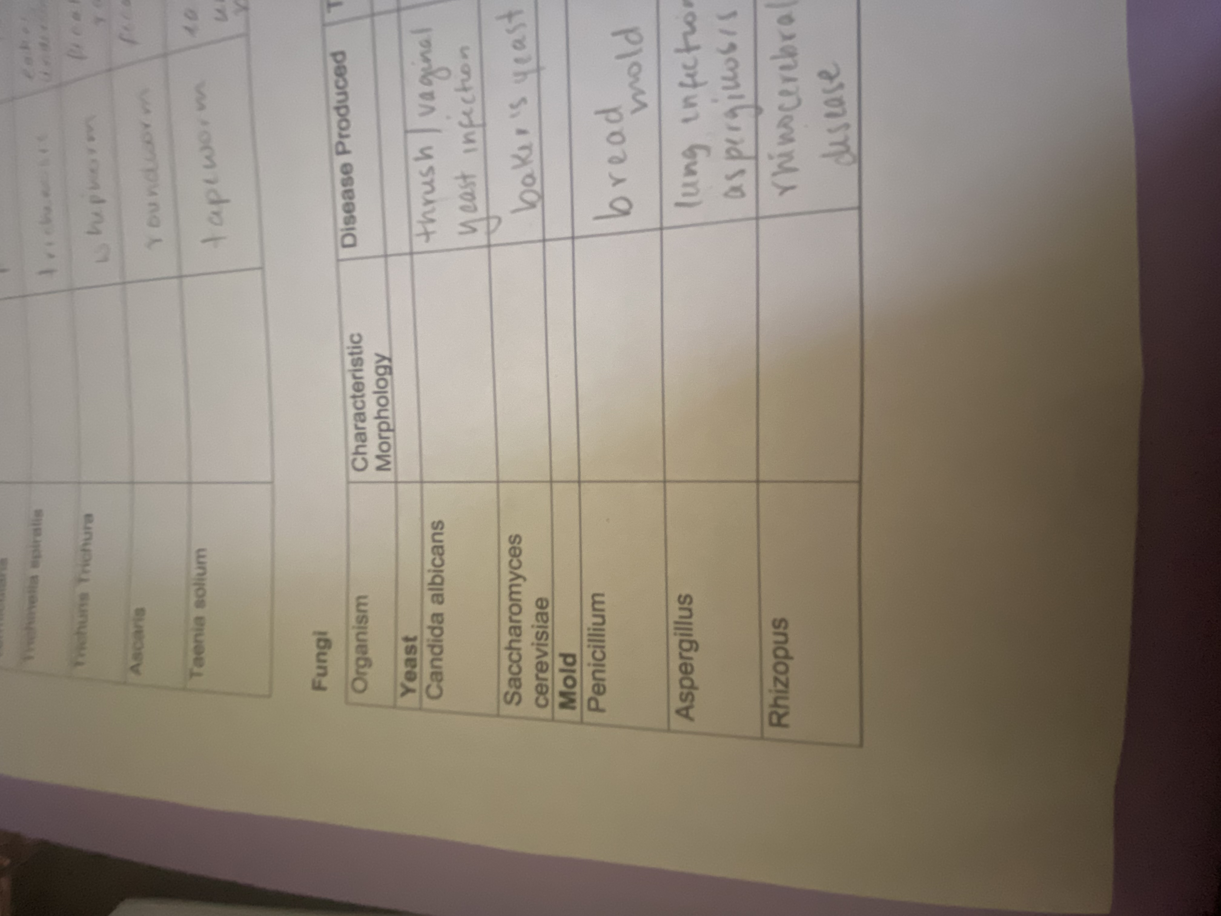 Solved Fungi Fungi | Chegg.com