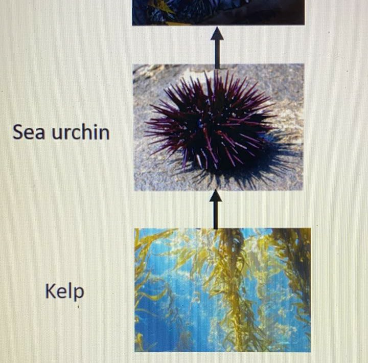 Solved The dominant food chain in a kelp jorest ecoosiem is