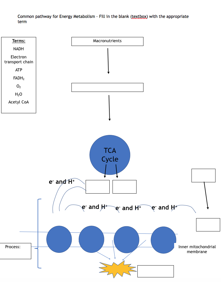 Solved Common pathway for Energy Metabolism - Fill in the | Chegg.com