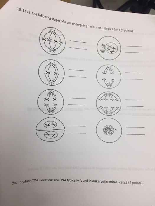 Solved Label the following stages of a cell undergoing | Chegg.com