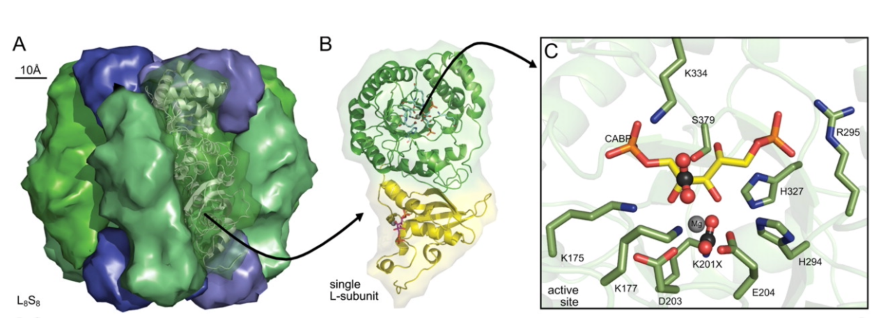 Solved What is the role of the RuBisCO protein complex in | Chegg.com