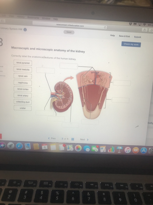 Solved Urinary System HW Help Save&Exilt Submit Check my | Chegg.com