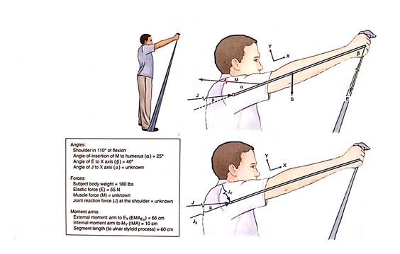 Solved The Figure Represents A Sagittal Plane View Of A | Chegg.com