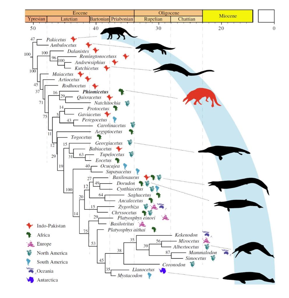Solved The phylogeny shown below is from a recent paper by