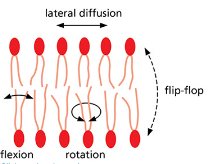 Solved Which type of movement is the least common for lipids | Chegg.com