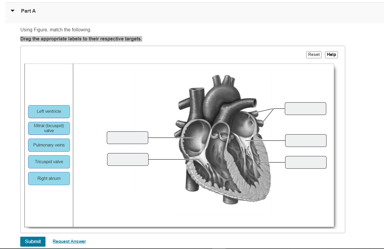 Solved Part AUsing Figure, Match The Following.Drag The | Chegg.com