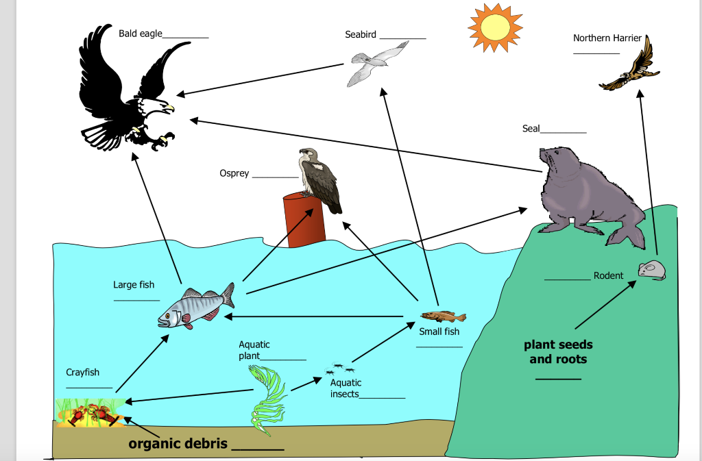 food chain with labels