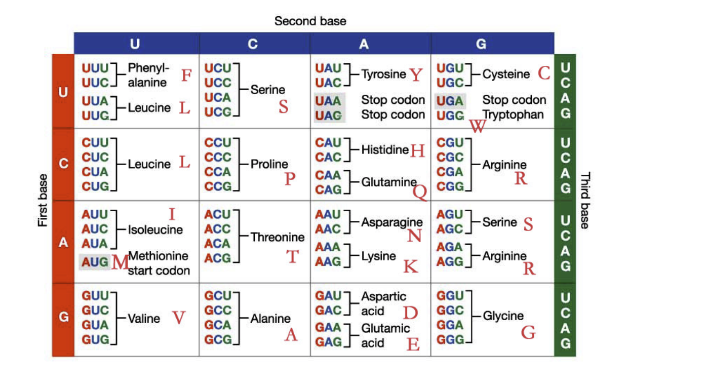 Код днк. Транскрипция генетического кода. Кодон UUA. Amino acid codons.