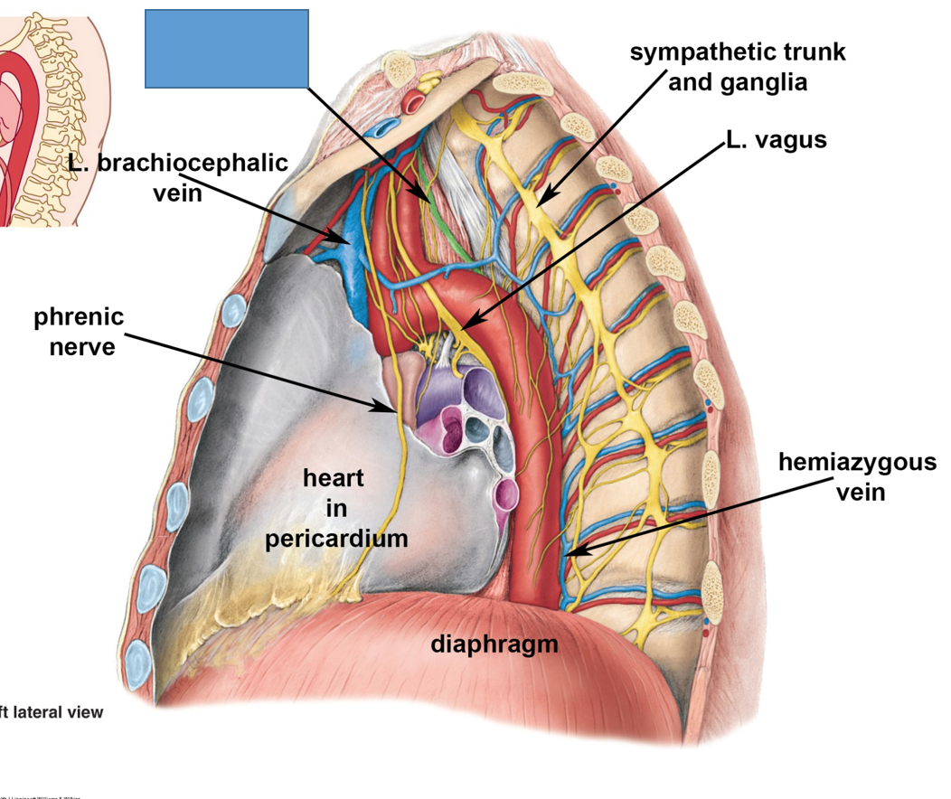 phrenic and vagus nerve