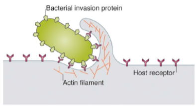 Solved 1. How do pathogens impact the host cell cytoskeleton | Chegg.com