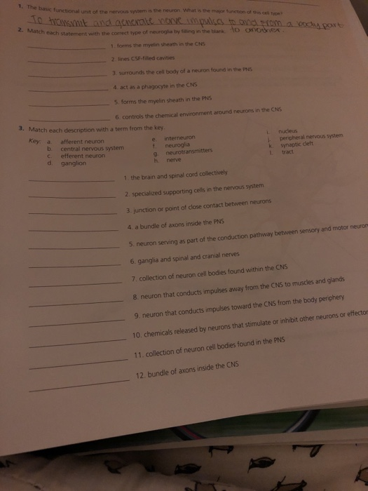 Solved 1. The basic functional unit of the nervous system is