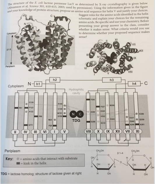 Solved The structure of the E. coli lactose permease LacY as | Chegg.com