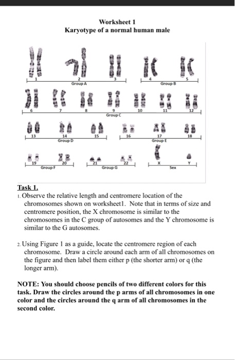 Worksheet 1 Karyotype of a normal human male Group B Chegg com