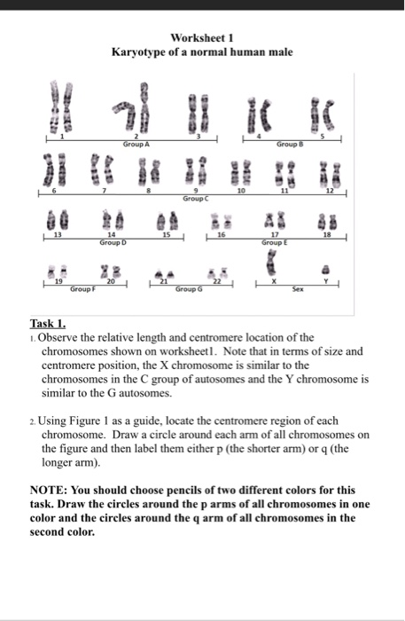 Biology Karyotype Worksheet Answers Key 1491