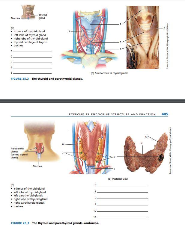 posterior view of thyroid gland