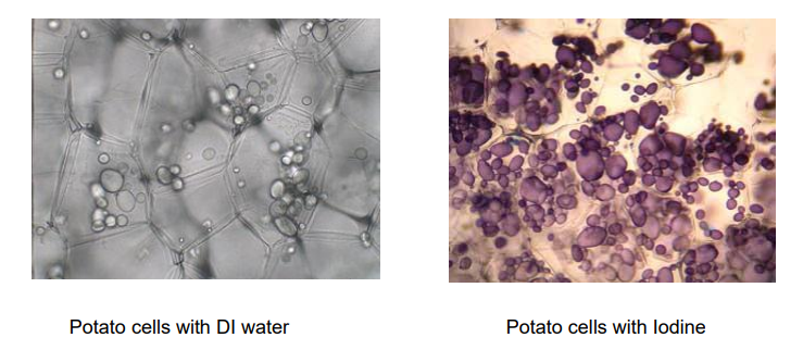 potato cell