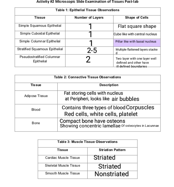 Solved Activity 2 Microscopic Slide Examination of Tissues