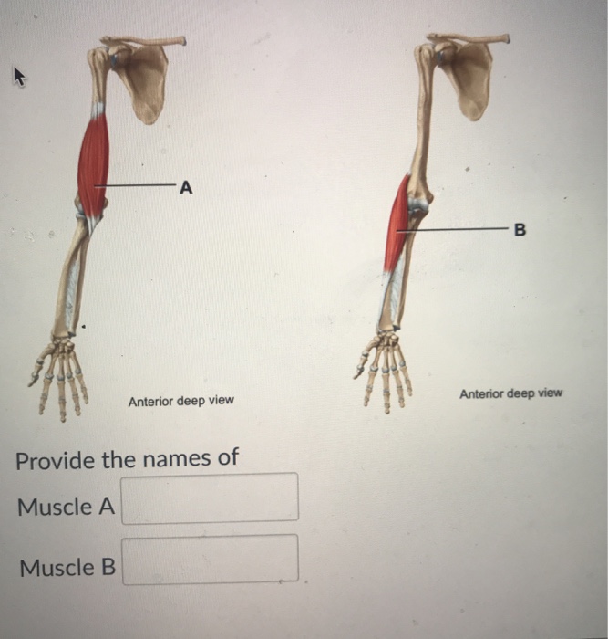 Solved Anterior deep view Anterior deep view Provide the | Chegg.com