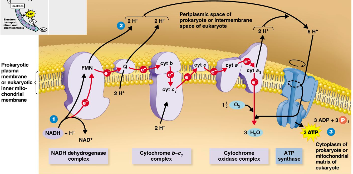 Electron c deals