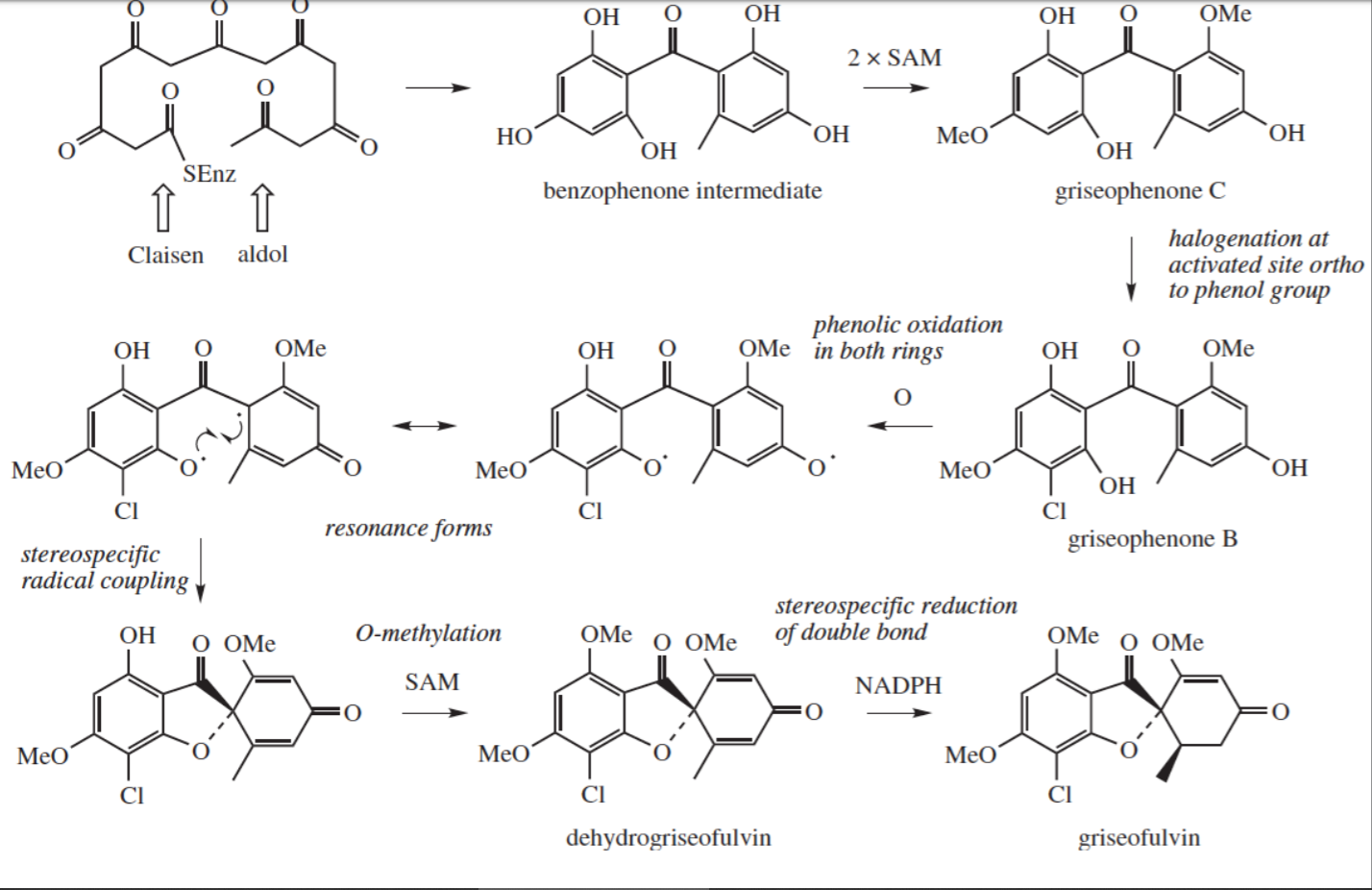 Proposed A Logical Starter And Extender Biosynthet Chegg Com