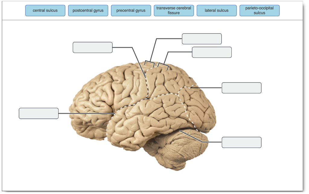 central and lateral sulcus