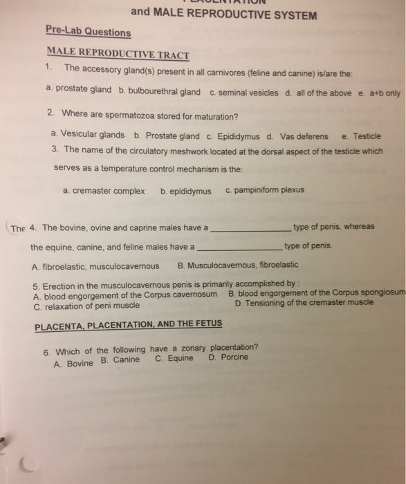 Solved And Male Reproductive System Pre Lab Questions Male 3149