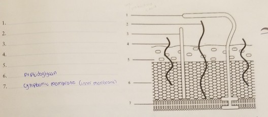 Solved 3 Identify the parts of Gram-negative and | Chegg.com