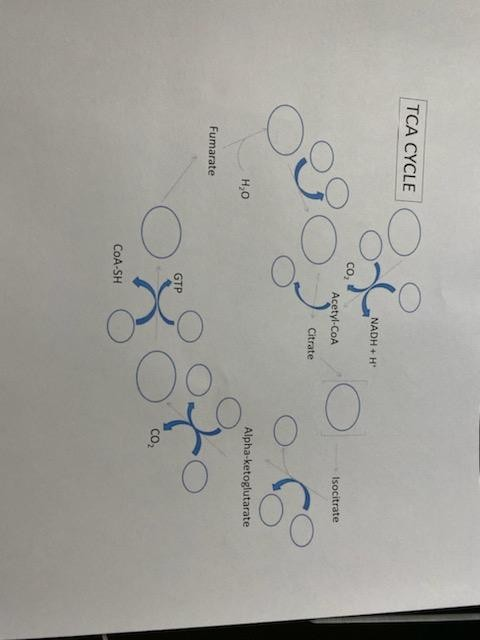 Solved Using the list below, make a diagram of the pathways | Chegg.com