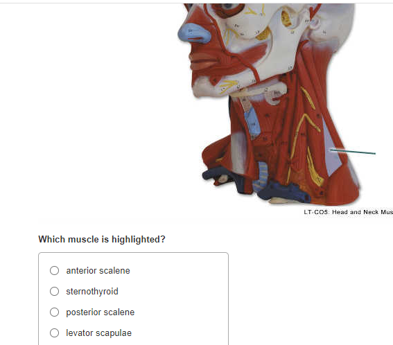 Solved LT CO5 Head and NE Which muscle is highlighted Chegg