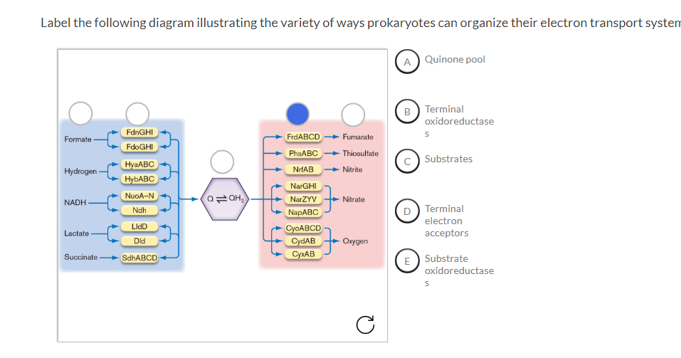 Solved Label the following diagram illustrating the variety | Chegg.com